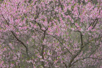 SABRINA MEZZAQUI - 'Ciò che la primavera fa con i ciliegi'