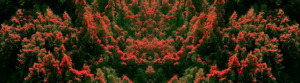 Red snow
