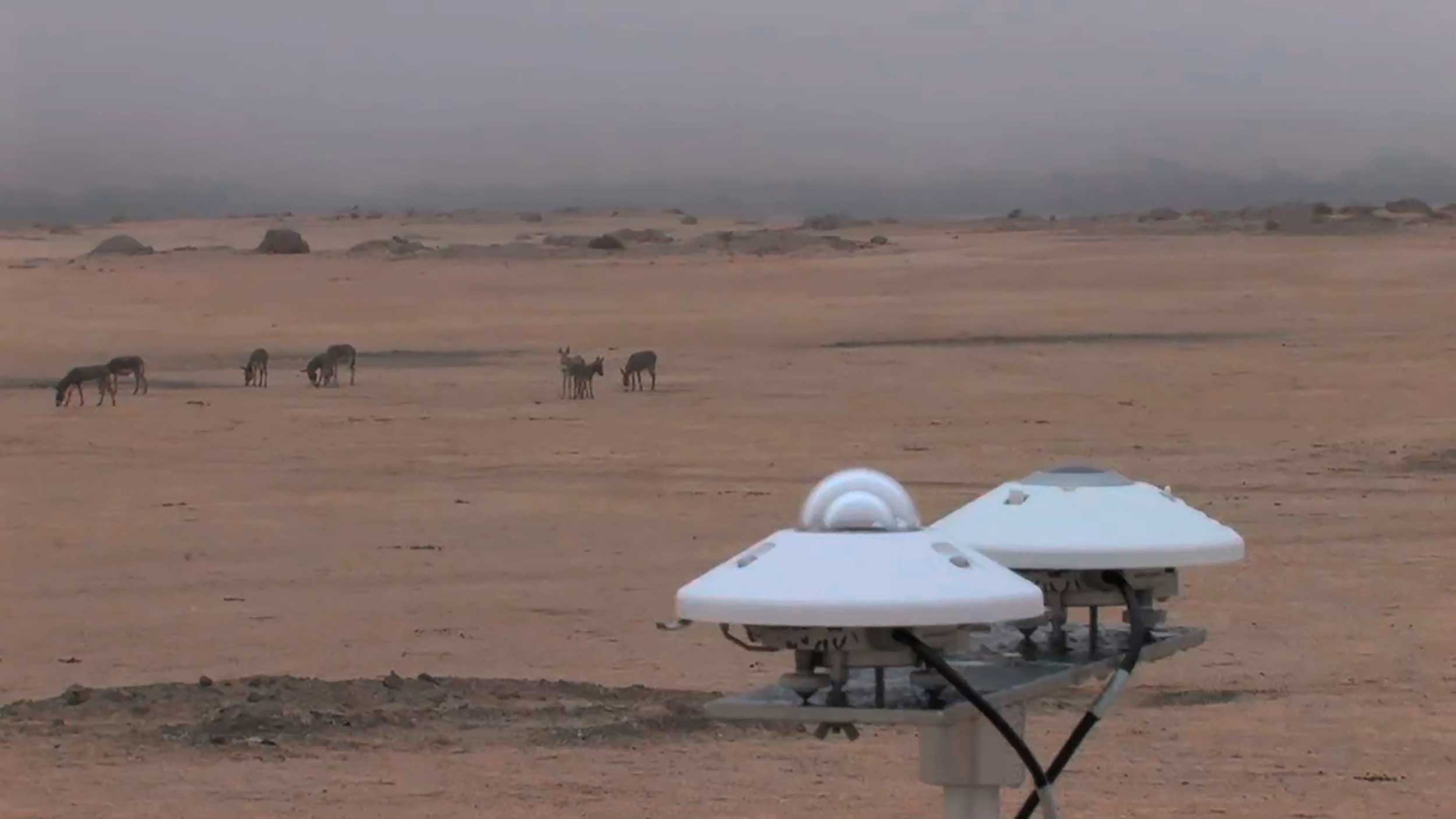 Margherita Morgantin