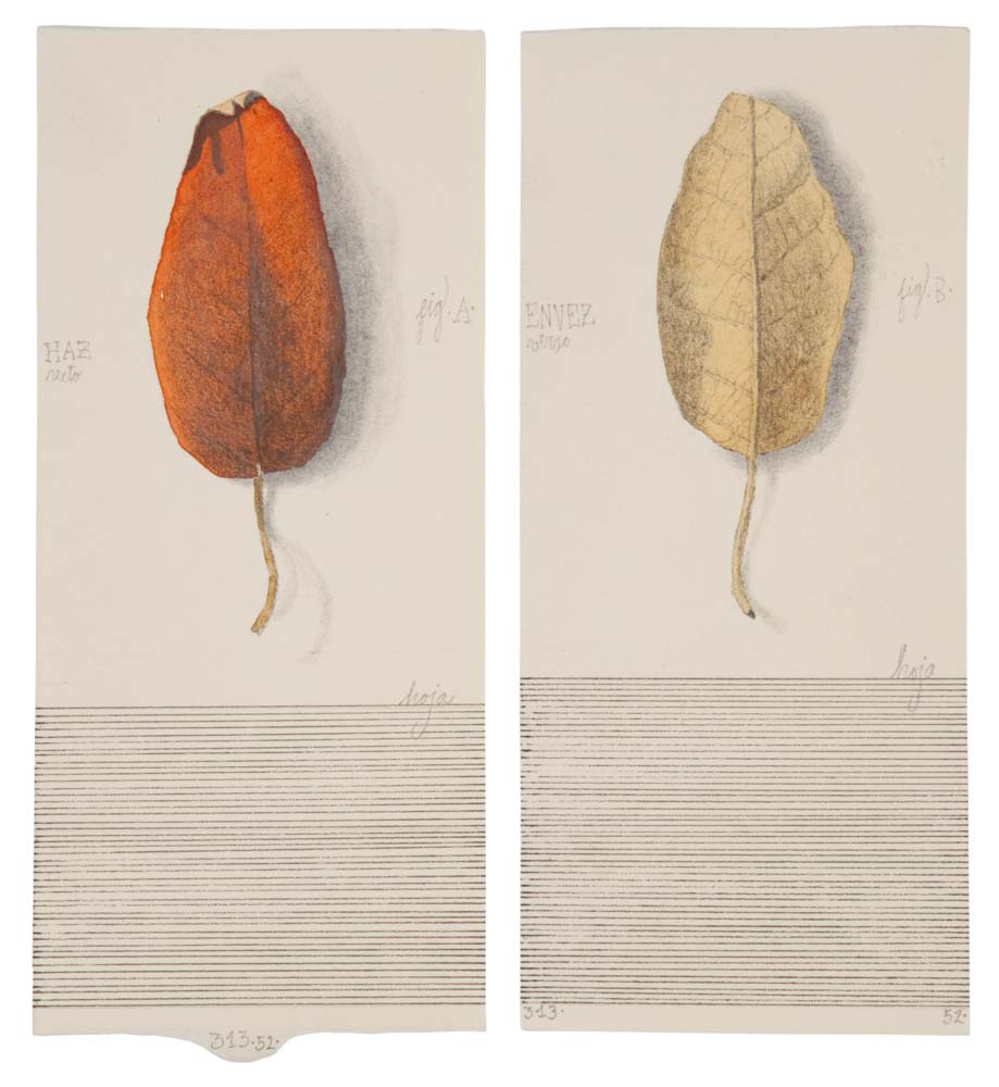 José Antonio Suárez Londoño