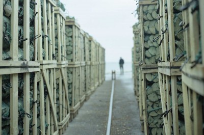 Margherita Morgantin