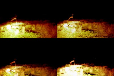 Margherita Morgantin