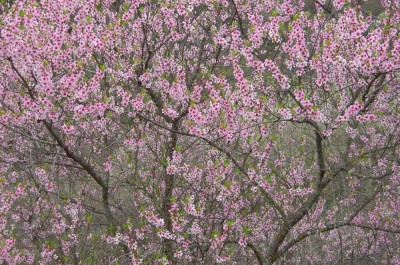 Ciò che la primavera fa con i ciliegi