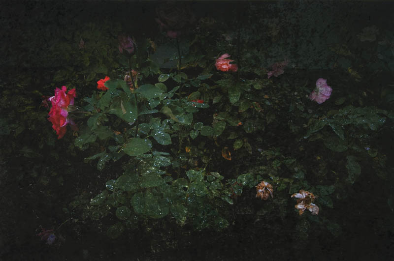 Presentation of the book 'Fallen Blossoms' of GIOVANNI OZZOLA